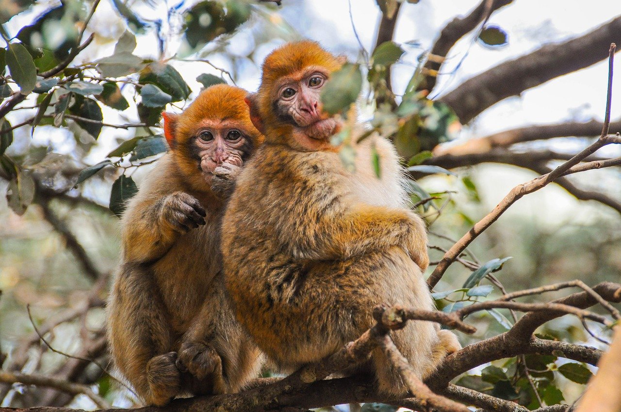 Cedar Forest & Barbary Macaques Cedar Forest & Barbary Macaques
