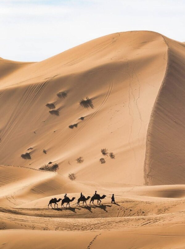 Camel trekking Merzouga Morocco